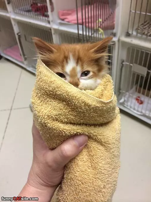 A Mini Burrito