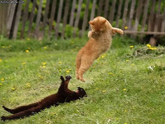 Wild Ninja Cats