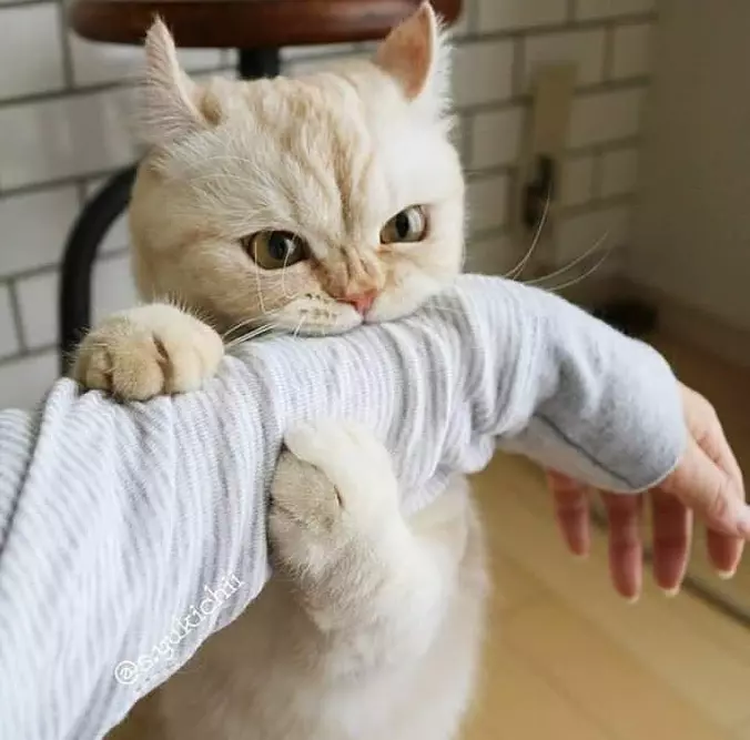 I Bite You