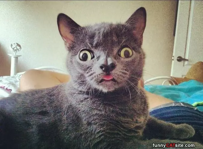 Is That A Fly