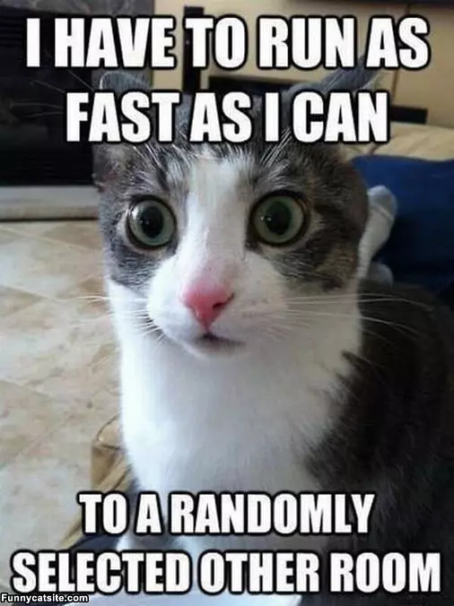 Cat Logic