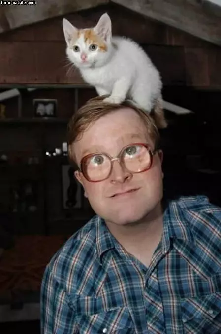 Cat On The Head
