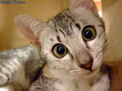 Huge Eyes Cat