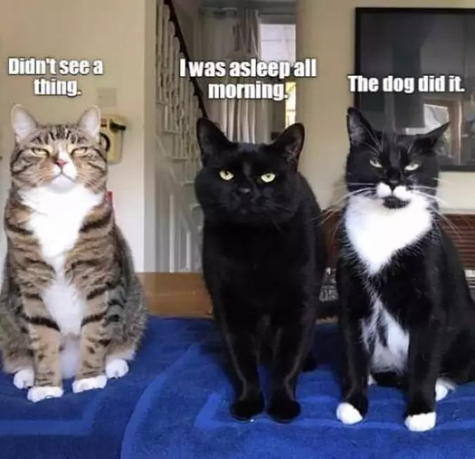 What Did You See