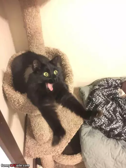 Whaaaaaaaaa You Say