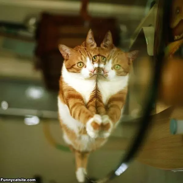 Relaxed On The Mirror