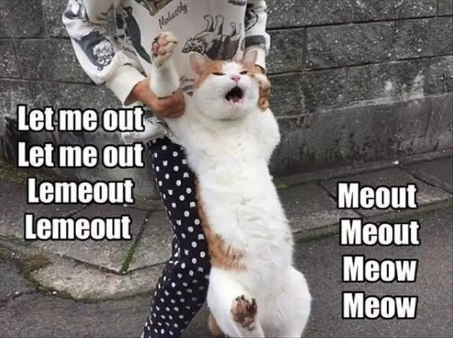 Let Me Ow Meowt