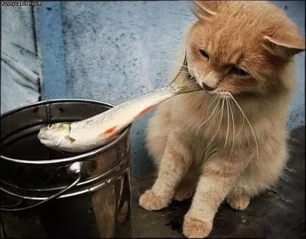 My Fish