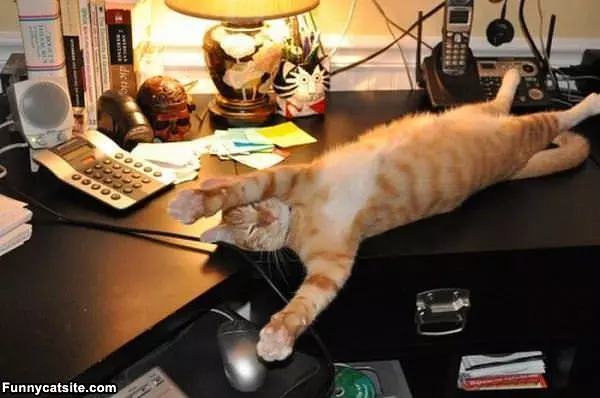 Super Relaxed Cat