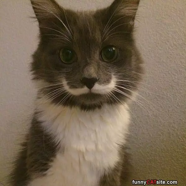 My Cute Mustache