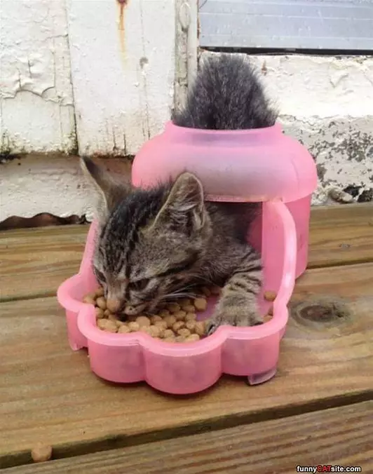 Eating It All Up