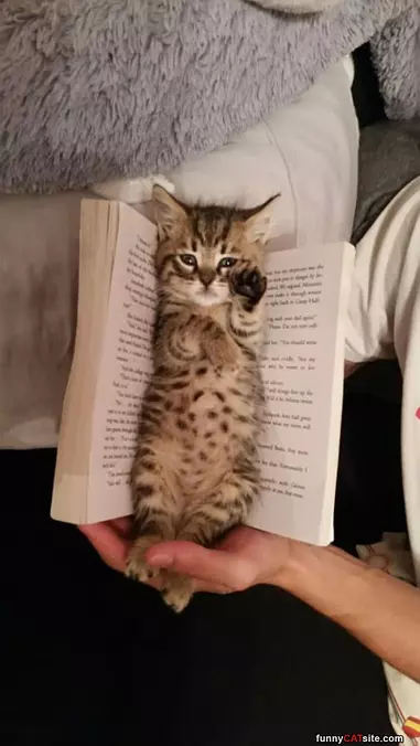 Tiny Book