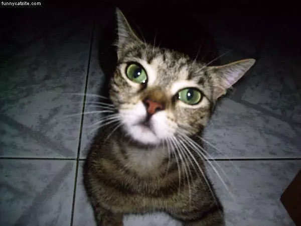 Penny The Cat