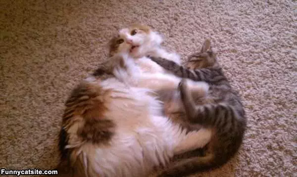 Kitten Is Winning