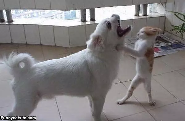 Kung Fu Fighting
