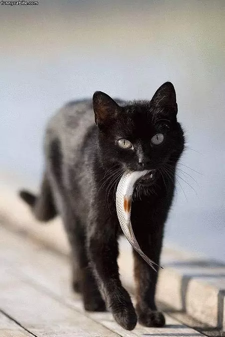Catfish