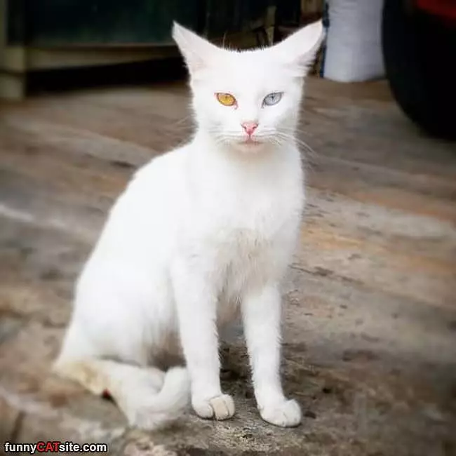 Those Beautiful Eyes