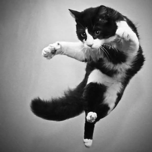 Super Cat