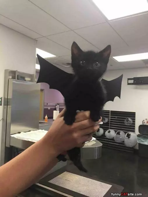 Bat Cat