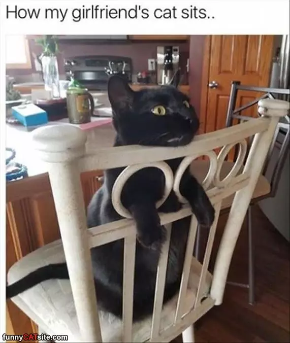 How My Girlfriends Cat Sits