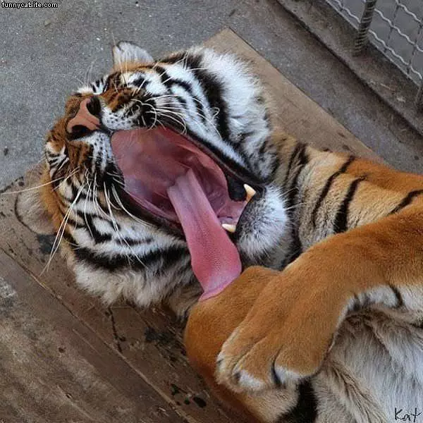 Rawrr Im Sleepy