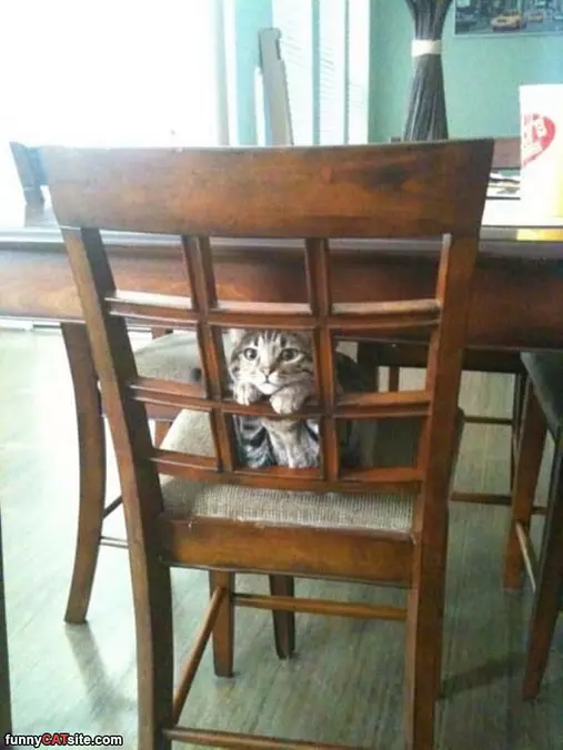 This Is Jail