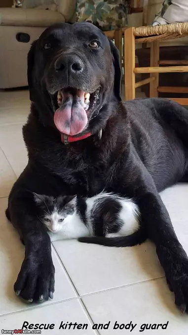 Bodyguard