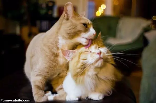 Let Me Clean You