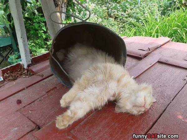 A Bucket Of Cat