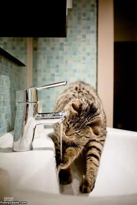 Sink Cat