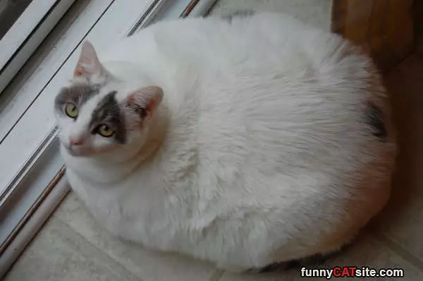 Spaceship Cat