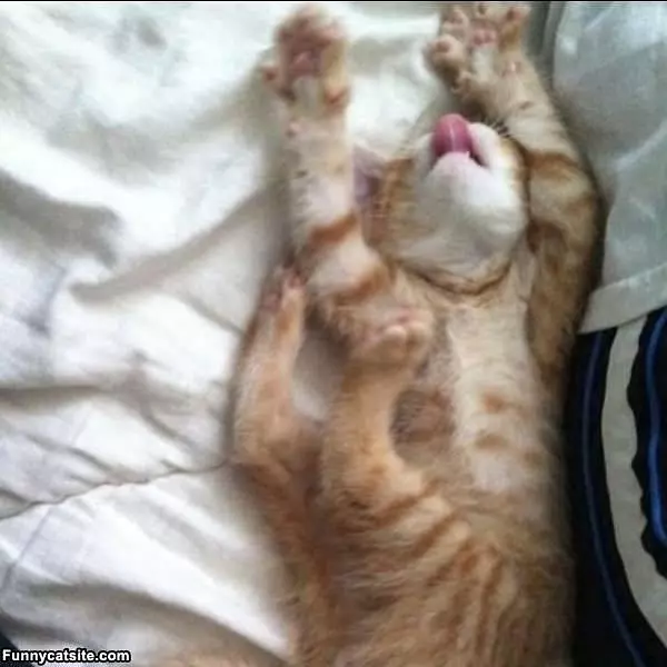 Sleep Like Dis