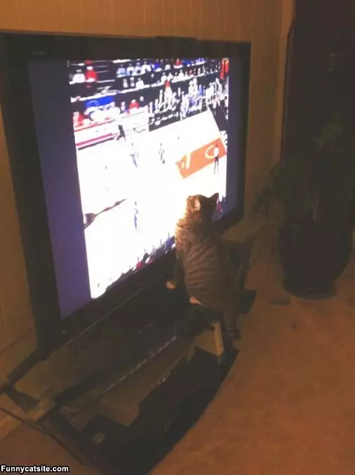 How I Watch Tv