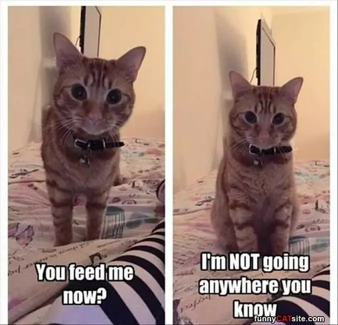 You Have To Feed Me