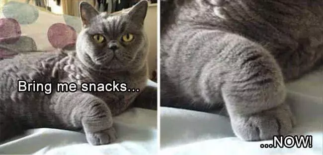 Bring Me Some Snacks