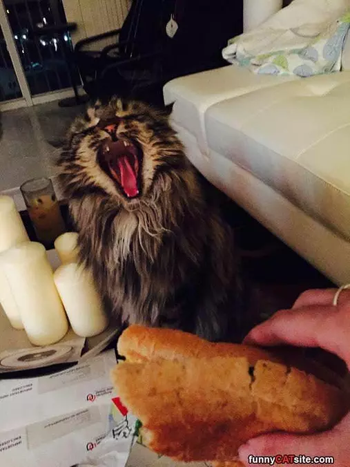 Give Me A Bite