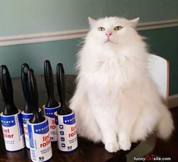 This Super Fuzzy Cat