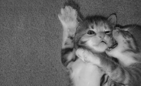 Kitty Kiss