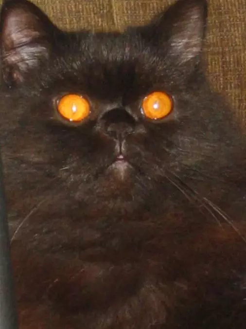 Halloween Eyes