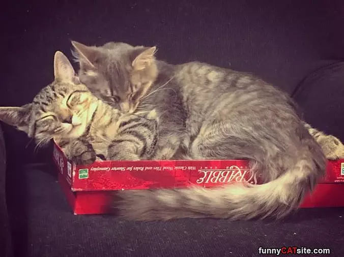2 Cats In A Box
