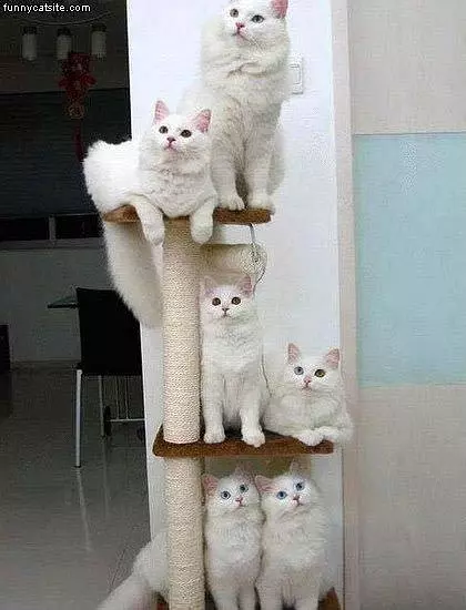 Got Cats