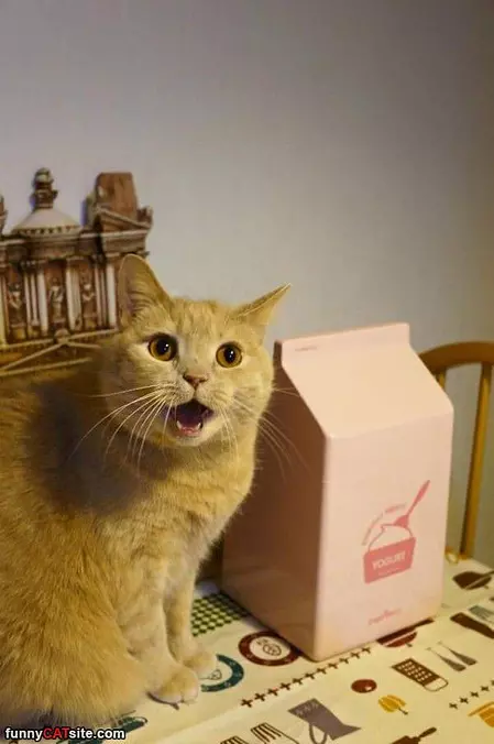 I Want Some Yogurt
