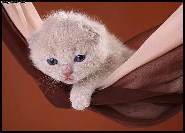 Cutest Kitten Ever
