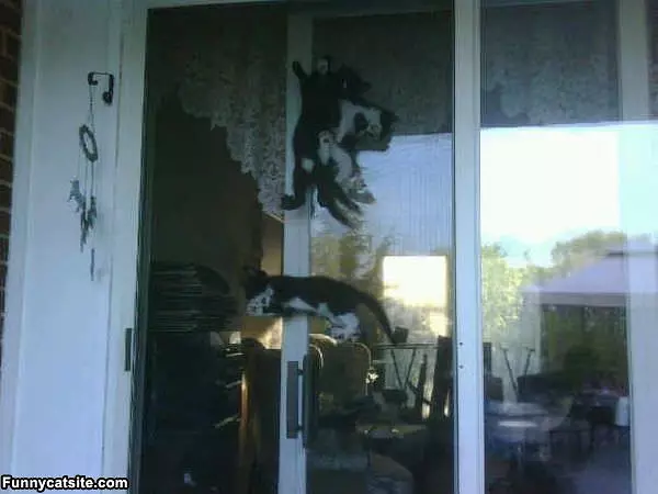 Wall Climber Cats