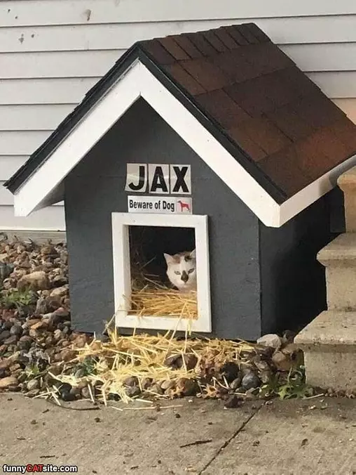 Beware Of This Dog