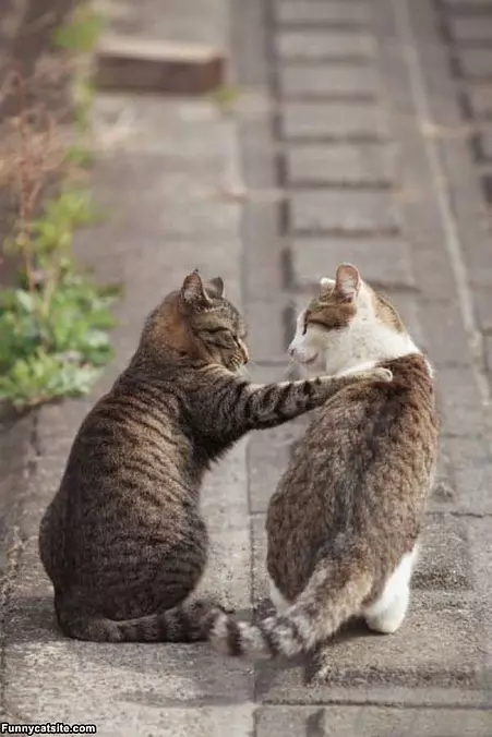 Its Ok Buddy