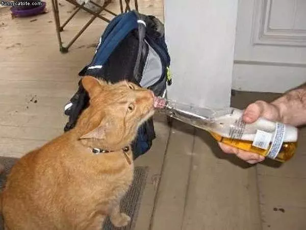 Thirsty Cat