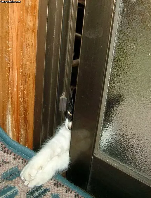 Let Me Out