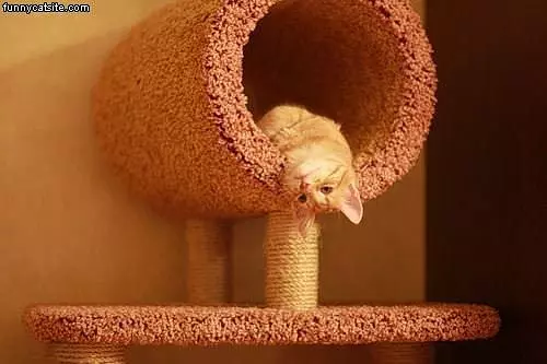 Cat Playground