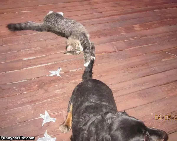 Come Back Here Dog